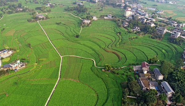 （已修改）【B】重慶涪陵：展地方特色風采 顯廣闊發展前景