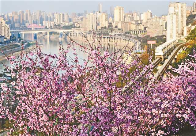 【城市遠洋】美麗山城變身美麗花城