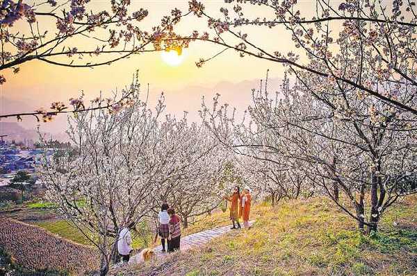 【城市遠洋帶圖】賞花 一定不要錯過這些地方