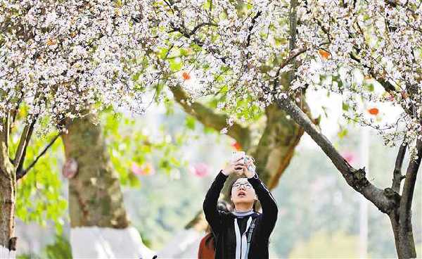 【城市遠洋帶圖】賞花 一定不要錯過這些地方