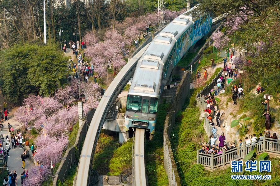 【城市遠洋】重慶：一路繁花相送 帶你駛向春天