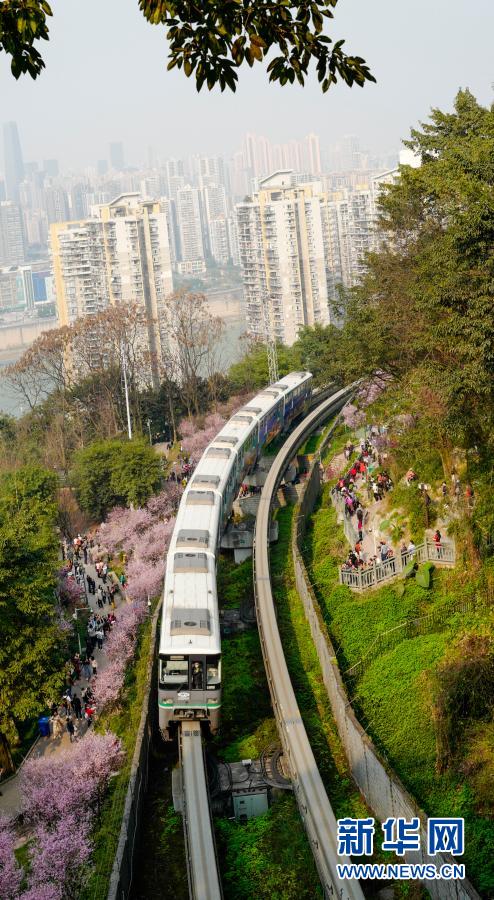 【城市遠洋】重慶：一路繁花相送 帶你駛向春天