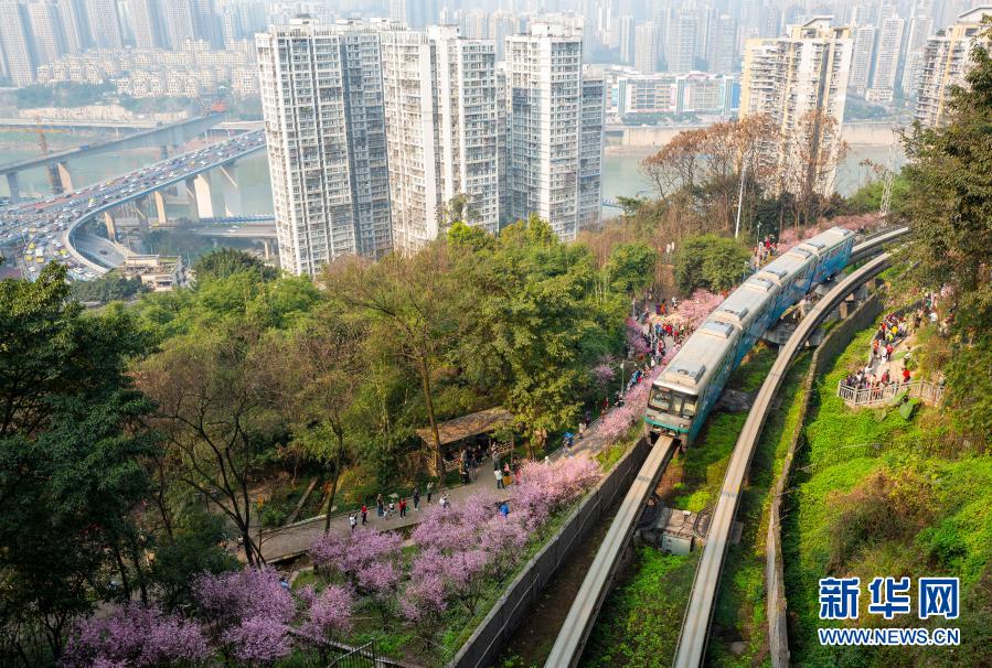 【城市遠洋】重慶：一路繁花相送 帶你駛向春天