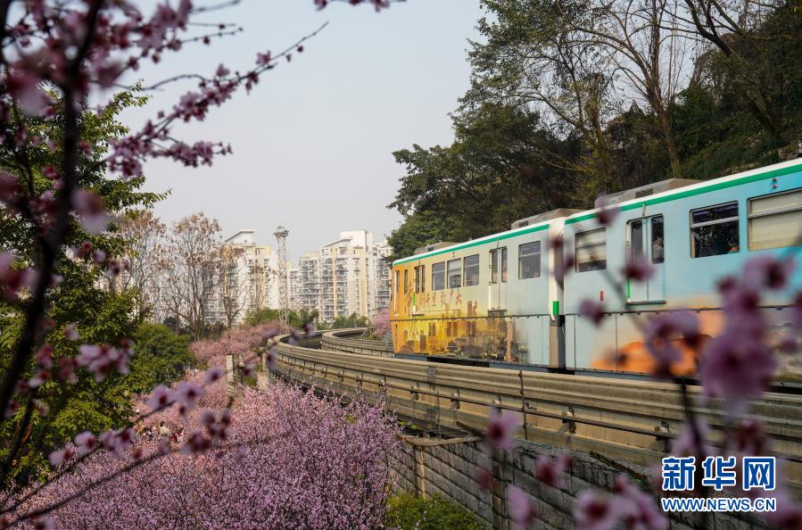 【城市遠洋】重慶：一路繁花相送 帶你駛向春天