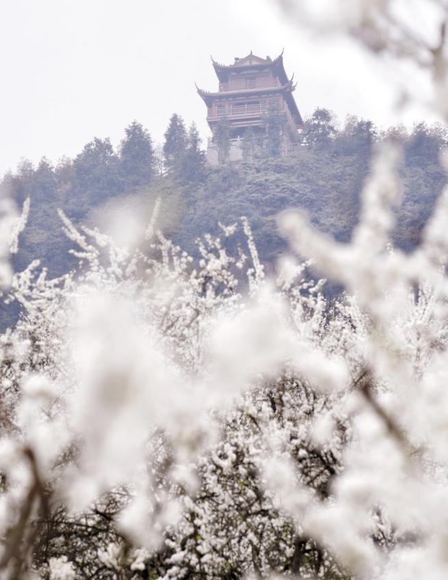 （有修改）【B】重慶渝北印盒景區第十一屆“印盒李花節”舉行