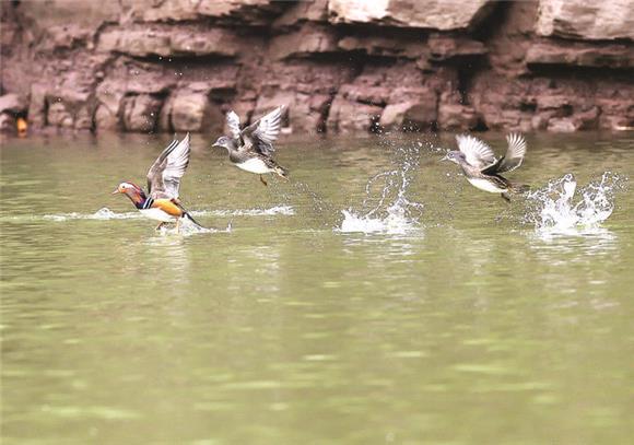 【城市遠洋帶圖】萬州：甘寧湖上鴛鴦飛