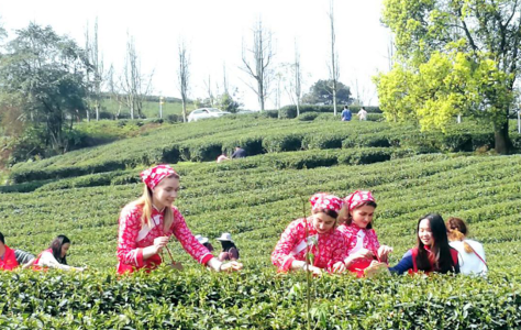 重慶巴南：“老外”學制茶 向世界展示中國非遺茶文化