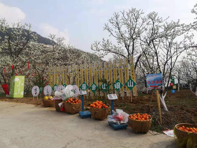 【B】重慶市巫山縣“中國李鄉·三峽花海”第三屆長江三峽（巫山）李花節將於3月6日開幕