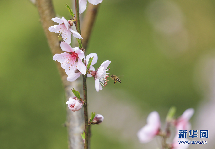 【城市遠洋】三月山城春光好 梁平賞花正當時