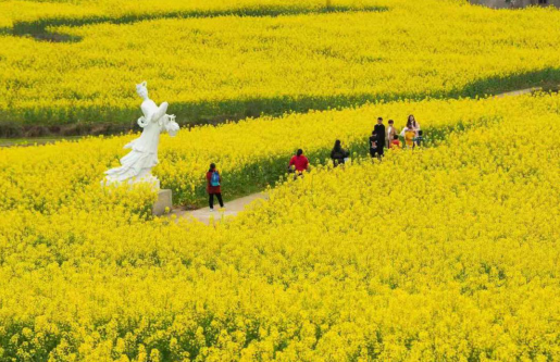 【B】賞花踏青正當時 重慶忠縣灌湖水鄉菜花節開幕