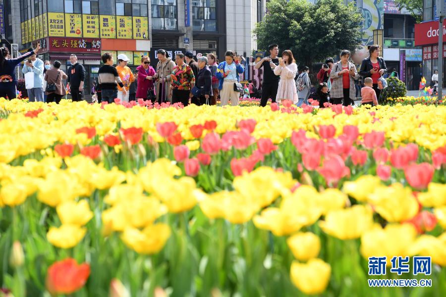 【城市遠洋帶圖】重慶巴南：鬱金香綻放迎客