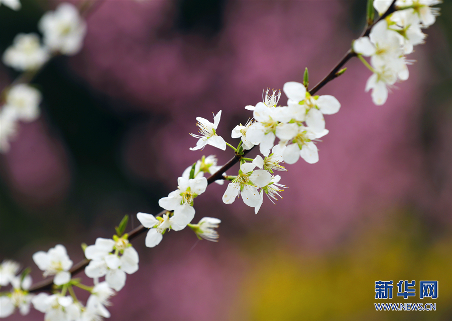 【城市遠洋】三月山城春光好 梁平賞花正當時