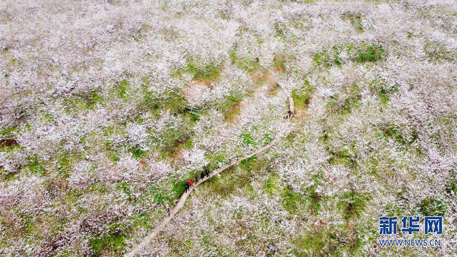 【城市遠洋】三月山城春光好 梁平賞花正當時