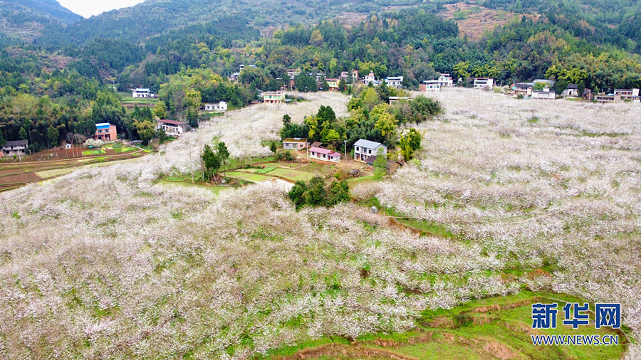 【城市遠洋】三月山城春光好 梁平賞花正當時