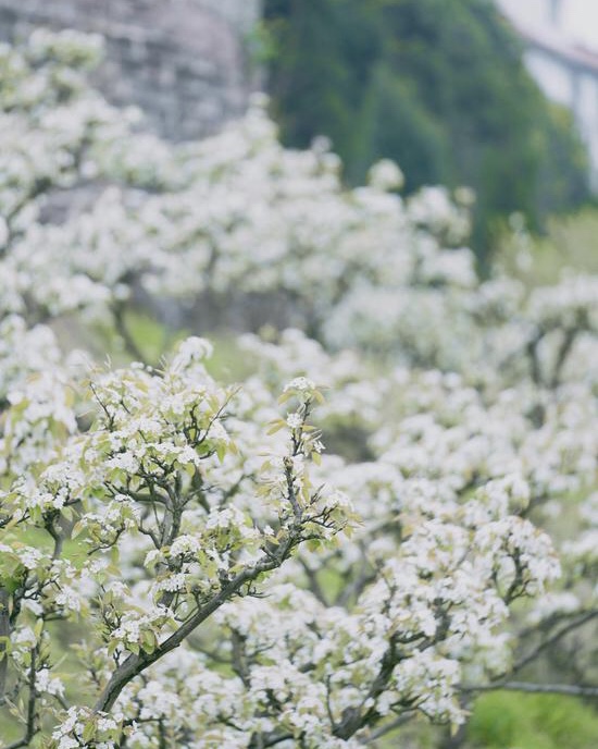 【初審】【原創】【B】重慶渝北茨竹鎮放牛坪村第十一屆梨花節舉行