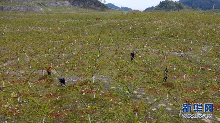 【城市遠洋】重慶北碚：廢棄礦山生態修復變果園