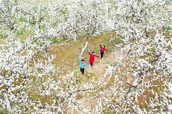 重慶：春到黔江滿園芳