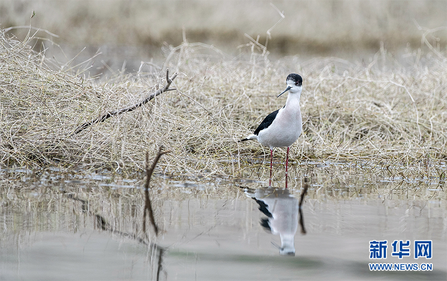 【城市遠洋帶圖】鳥界“超模”飛臨重慶大昌湖國家濕地公園