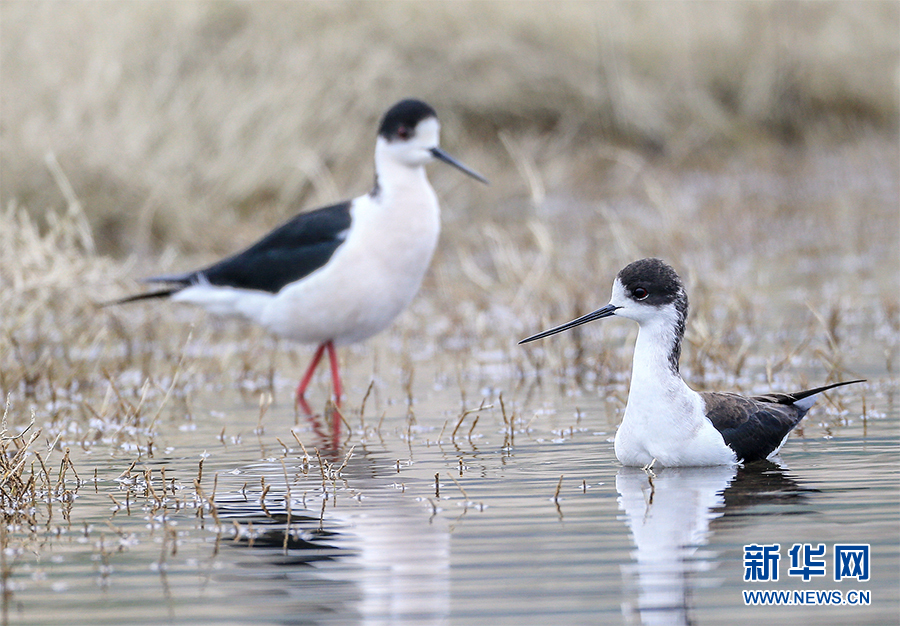 【城市遠洋帶圖】鳥界“超模”飛臨重慶大昌湖國家濕地公園