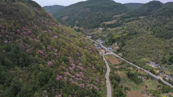 【原創】重慶巫山：漫山遍野野生紫荊花競相綻放_fororder_圖片2