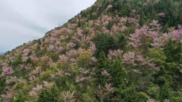 【原創】重慶巫山：漫山遍野野生紫荊花競相綻放_fororder_圖片1