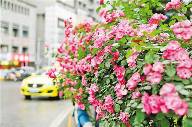 【城市遠洋帶圖】月季花墻成美景