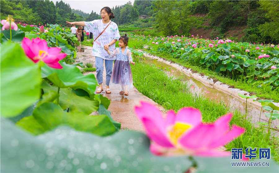 【城市遠洋帶圖】重慶墊江：蔥蘢夏日長 滿園荷花香