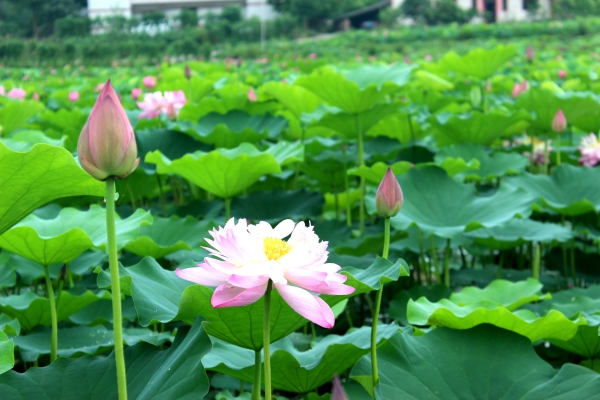 【原創】重慶大足：挖掘傳統石刻荷蓮文化 促進文旅産業與鄉村振興融合發展_fororder_WPS圖片-修改尺寸