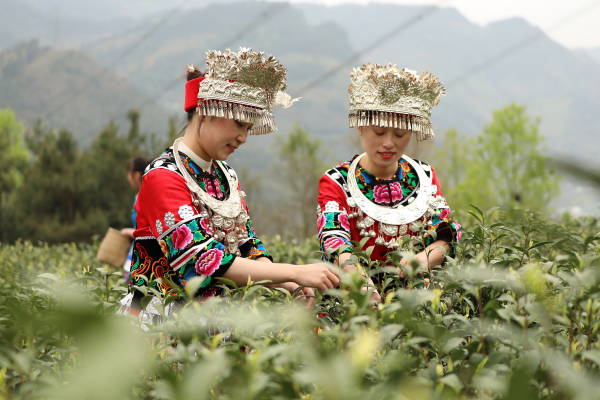 【原創】重慶彭水：老茶山“復活”長出致富“金葉子”_fororder_3