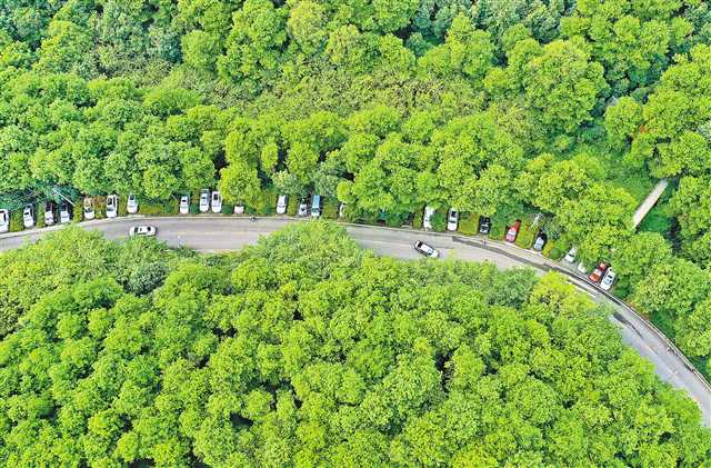 重慶鐵山坪森林公園：主城綠肺 市民花園