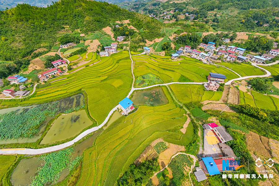 【城市遠洋】重慶：航拍“巫山米倉” 盡顯秋收之美