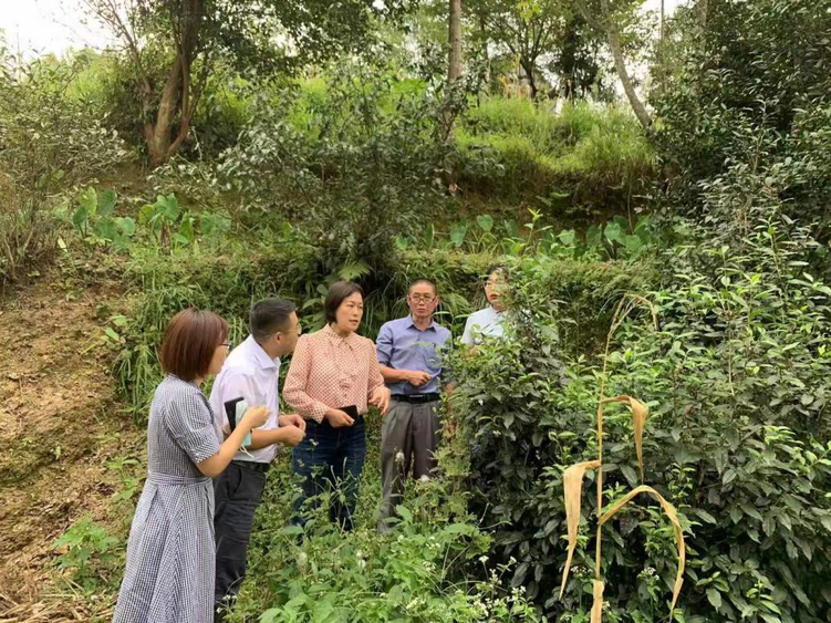 【原創】重慶市創業導師服務團走進酉陽縣花田鄉  助力鄉村振興_fororder_圖片8