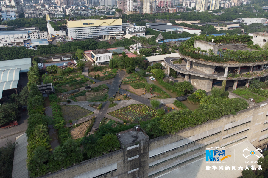 重慶樓頂“開心農場”豐收 農作物成都市景觀