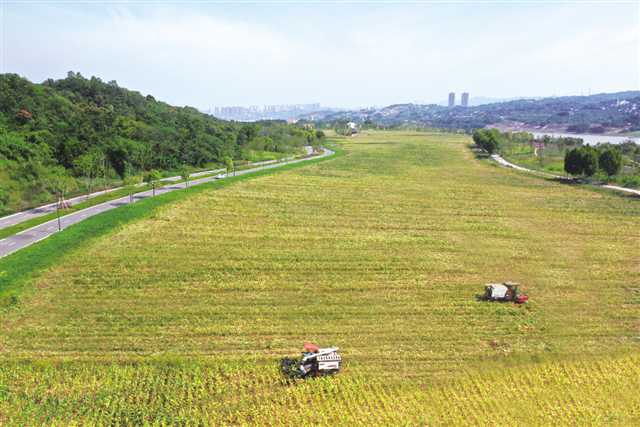 （轉載）【城市遠洋】重慶主城單塊面積最大農田秋收完畢