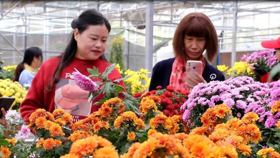 （轉載）秋遊賞菊 雲陽這個生態園美如畫卷