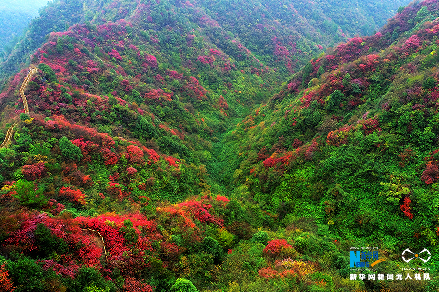 【城市遠洋帶圖】重慶：秋雨過後紅葉美 絢麗秋景惹人醉