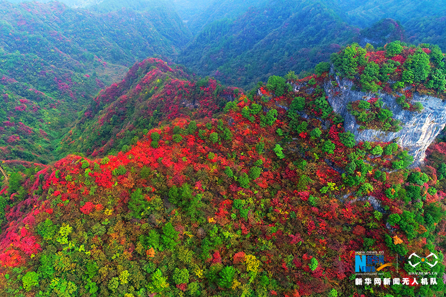 【城市遠洋帶圖】重慶：秋雨過後紅葉美 絢麗秋景惹人醉