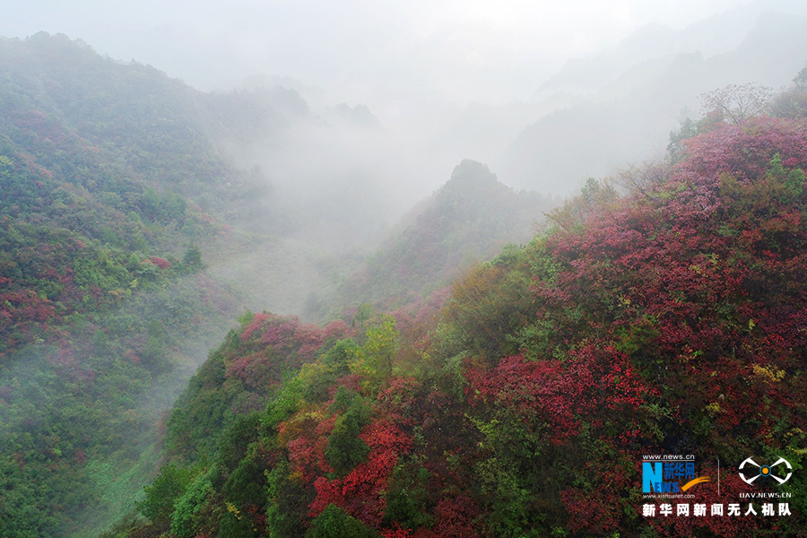 【城市遠洋帶圖】重慶：秋雨過後紅葉美 絢麗秋景惹人醉