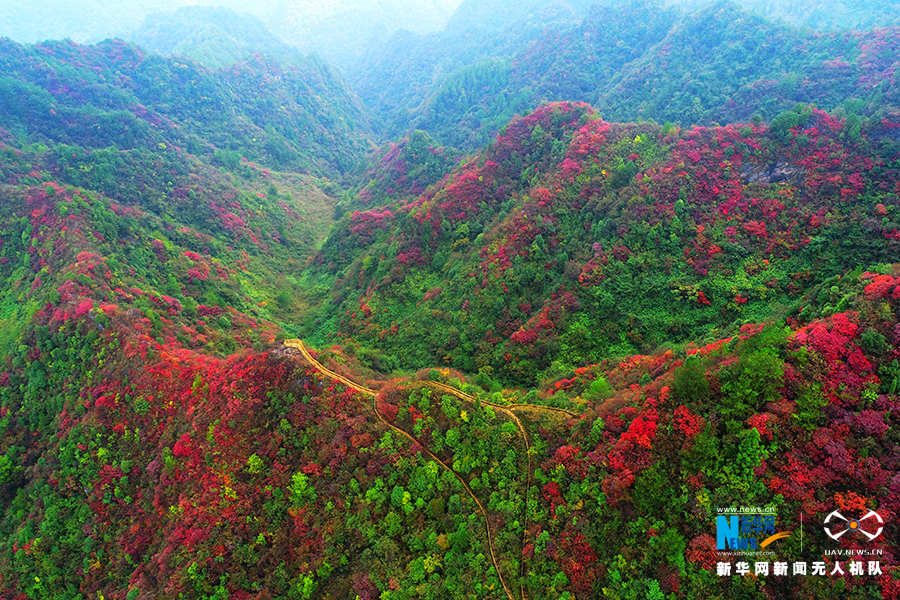 【城市遠洋帶圖】重慶：秋雨過後紅葉美 絢麗秋景惹人醉