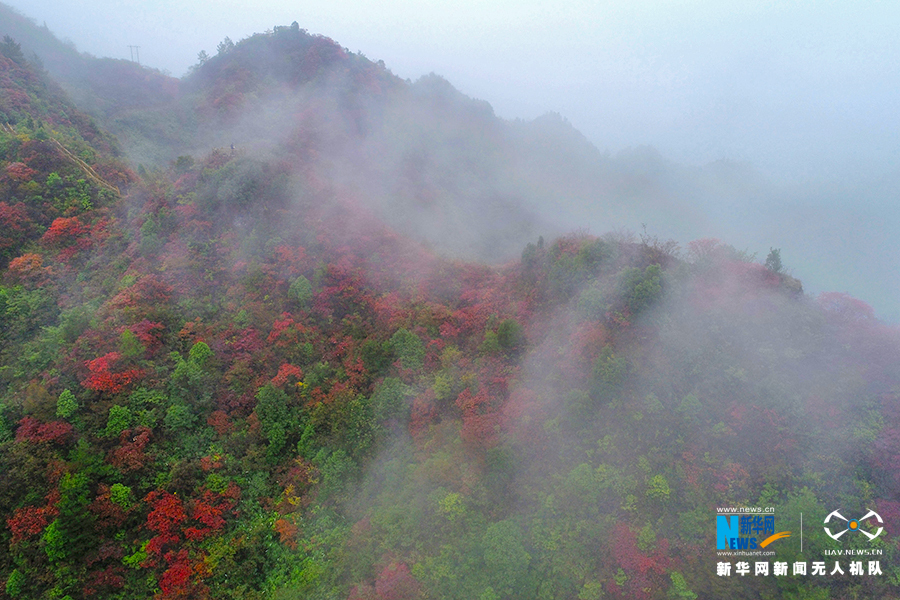 【城市遠洋帶圖】重慶：秋雨過後紅葉美 絢麗秋景惹人醉