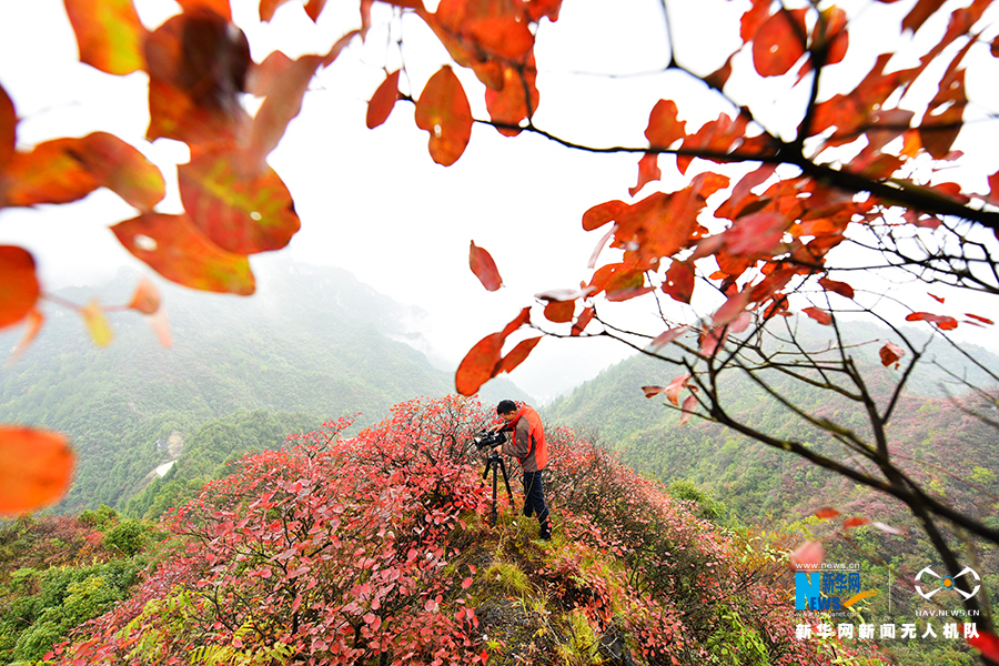 【城市遠洋帶圖】重慶：秋雨過後紅葉美 絢麗秋景惹人醉