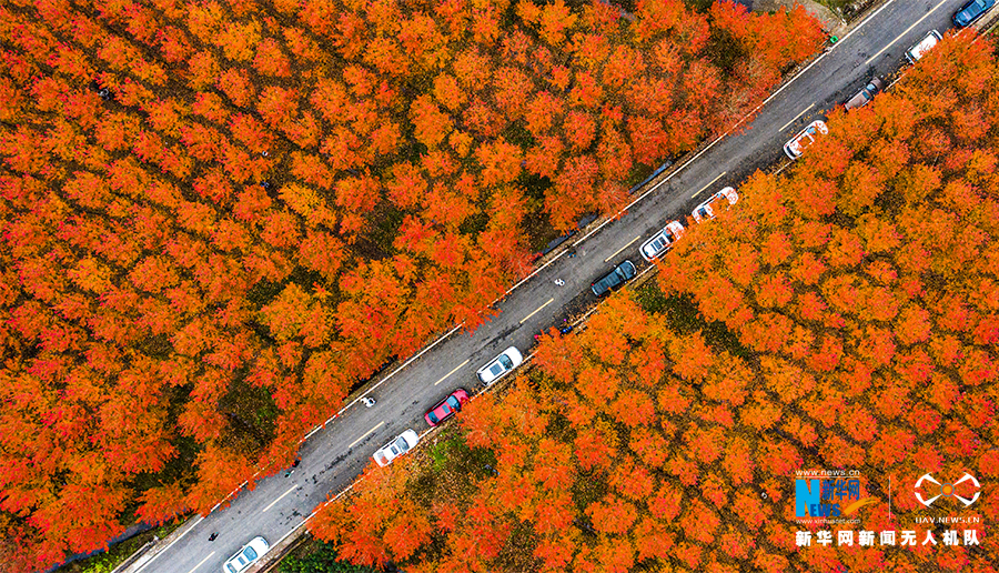 【城市遠洋帶圖】合川千畝紅楓林迎來最佳觀賞期