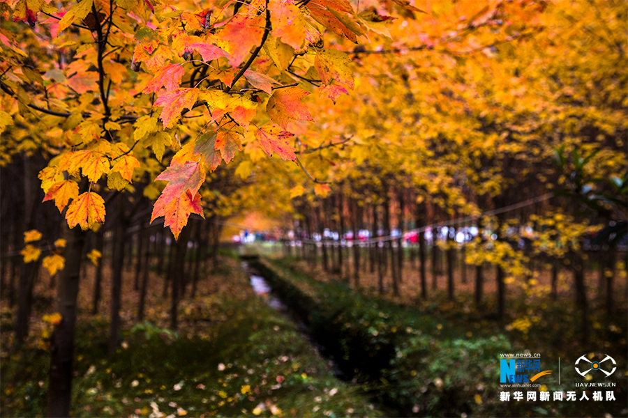 【城市遠洋帶圖】合川千畝紅楓林迎來最佳觀賞期