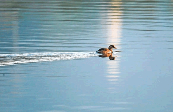 【城市遠洋帶圖】梁平：雙桂湖國家濕地公園候鳥翩躚至 湖畔百媚生