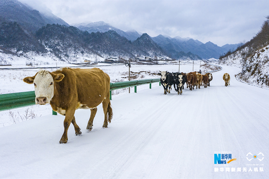 【城市遠洋帶圖】重慶巫溪：冰雪奇緣秘境紅池 這裡的雪過分美麗