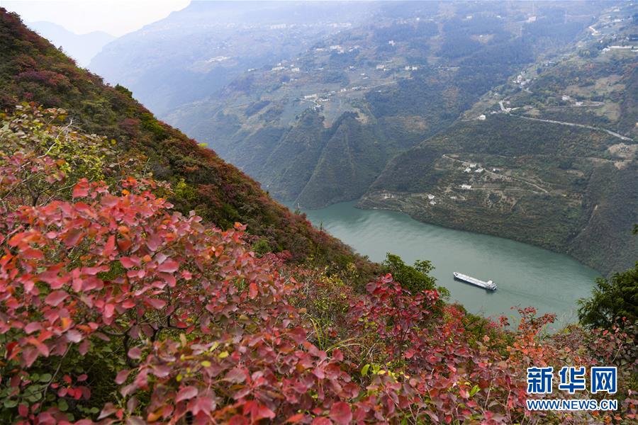 【聚焦重慶】待到滿山紅葉時 ——三峽重慶庫區踐行新發展理念面面觀