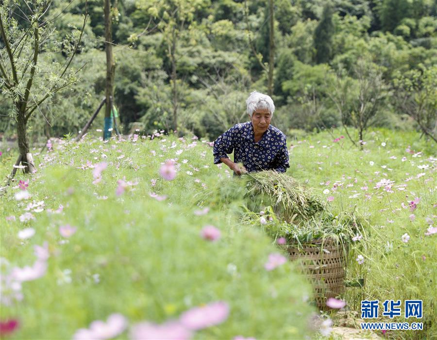 【城市遠洋】重慶渝北：整治人居環境 打造宜居鄉村