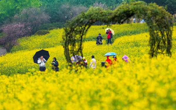 【原創】重慶巴南：雲林天鄉花開迎客來_fororder_圖片1