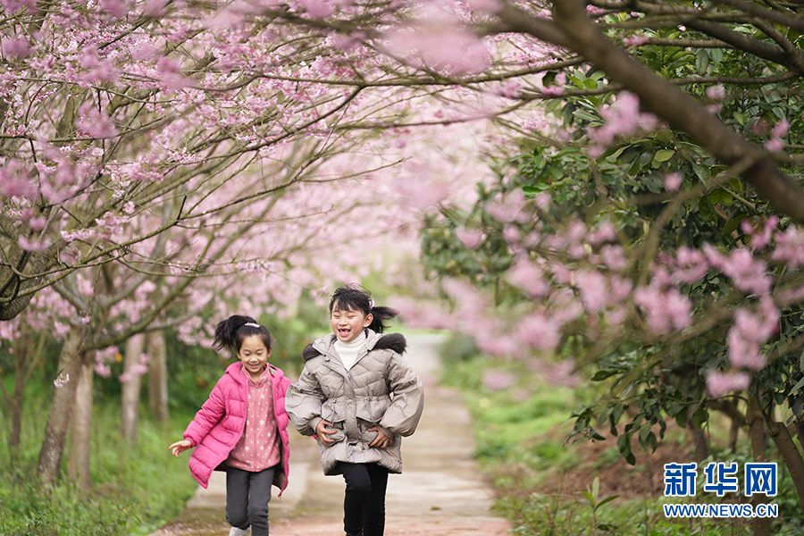 【城市遠洋】重慶早春櫻花開 又到踏青賞花時