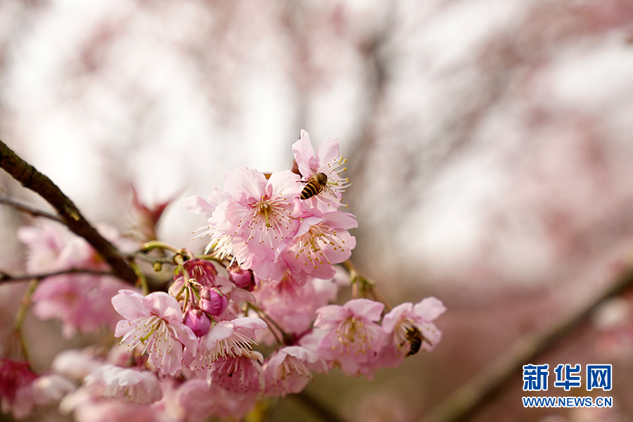 【城市遠洋】重慶早春櫻花開 又到踏青賞花時